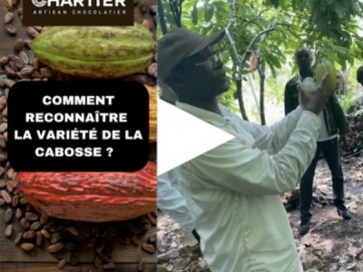 Comment reconnaître la variété de la cabosse ?